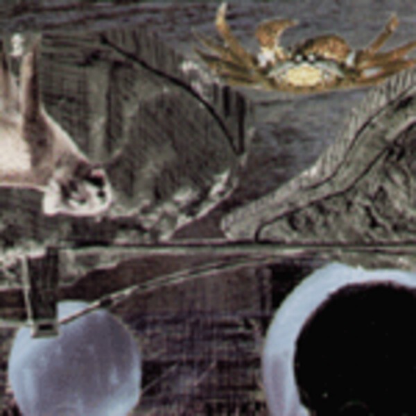 DEERHOOF, green cosmos DEERHOOF, green cosmos cover