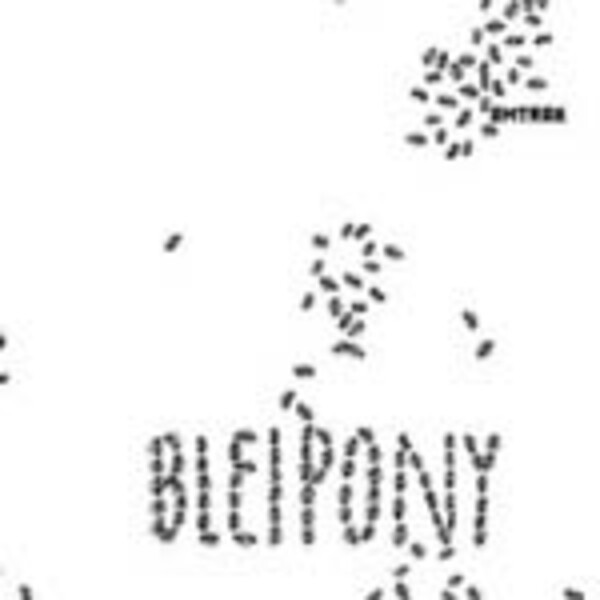 AMTRAK, bleipony AMTRAK, bleipony cover