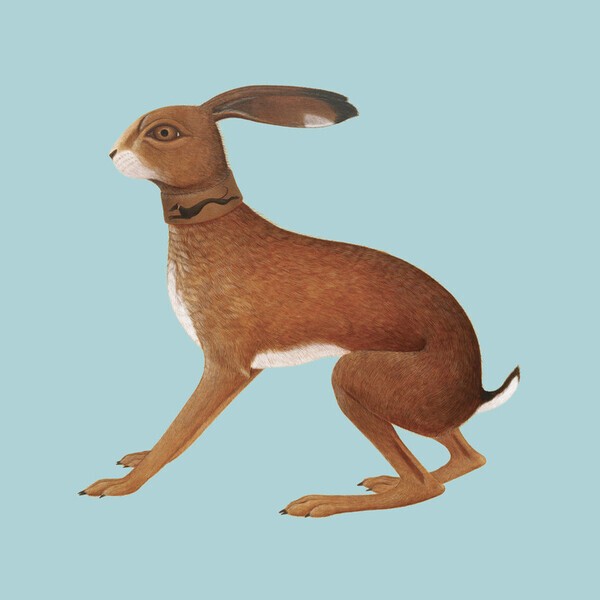 VASHTI BUNYAN, lookaftering VASHTI BUNYAN, lookaftering cover