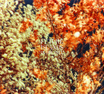 FUTURE ISLANDS, in the fall FUTURE ISLANDS, in the fall cover