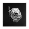 A SWARM OF THE SUN – an empire (CD, LP Vinyl)