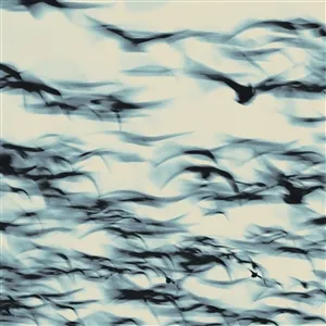 BELLBIRD – the call (CD, LP Vinyl)