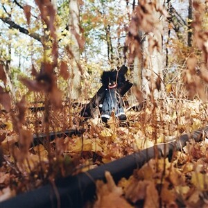BILLY WOODS – golliwog (CD)