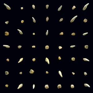CLIPPING. – visions of bodies being burned (CD, LP Vinyl)
