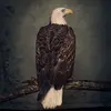 CLUTCH – book of bad decisions (CD, LP Vinyl)