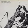 COURTNEY BARNETT – creature of habit (LP Vinyl)