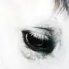 CREEPOID – horse heaven (LP Vinyl)