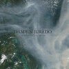 DAMIEN JURADO – caught in the trees (CD)