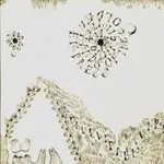DEVENDRA BANHART – rejoicing in the hands (CD)