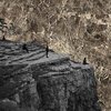 ESBEN AND THE WITCH – nowhere (CD, LP Vinyl)