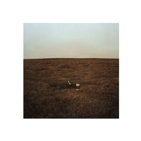 FINK – the city coming to erase it all (CD, LP Vinyl)