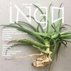INGA – tears & teeth (LP Vinyl)