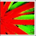 JEJUNE – this afternoons malady (LP Vinyl)