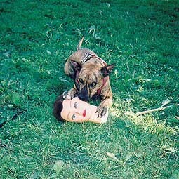 JOYCE MANOR – cody (CD)