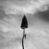 MANCHESTER ORCHESTRA – a black mile to the surface (CD, LP Vinyl)