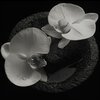 MIKE PATTON & JEAN-CLAUDE VANNIER – corpse flower (CD, LP Vinyl)
