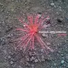 MOEBIUS/STORY/LEIDECKER – familiar (CD, LP Vinyl)