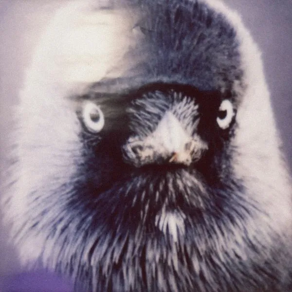 MUFF POTTER – klepto (CD, LP Vinyl)