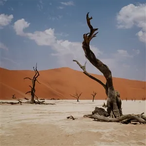 NYOS – growl (CD, LP Vinyl)