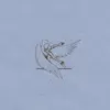 OSTRACA – last (LP Vinyl)