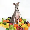 SHELLAC – excellent italian greyhound (CD, LP Vinyl)