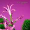 V/A – pop ambient 2014 (CD)