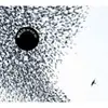 WILCO – sky blue sky (LP Vinyl)