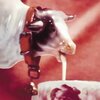 ZAHN – s/t (CD)