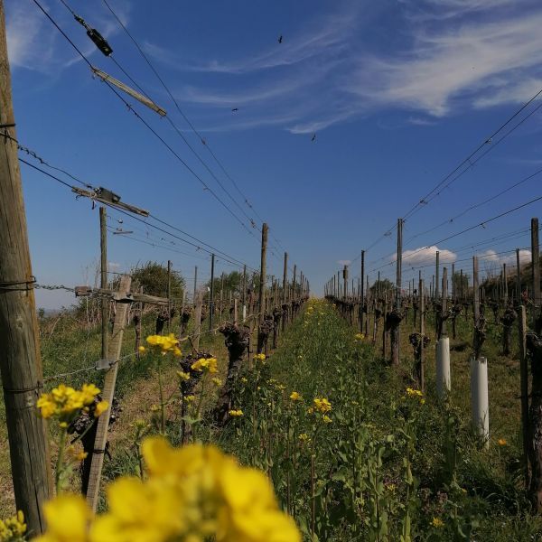 F13 WINERY, lust for life weinpaket (limitiert) (Zub.)