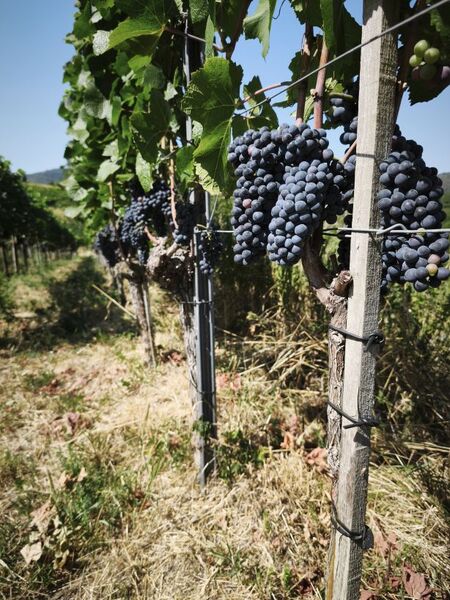 FLIGHT 13 WINERY, zen arcade - pinot noir (3er bundle) (Zub.)