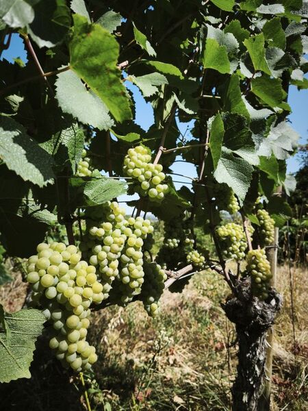 FLIGHT 13 WINERY, zen arcade - pinot blanc (3er bundle) (Zub.)
