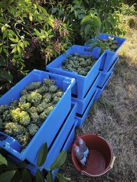 FLIGHT 13 WINERY, zen arcade - pinot blanc fumé (3er bundle) (Zub.)